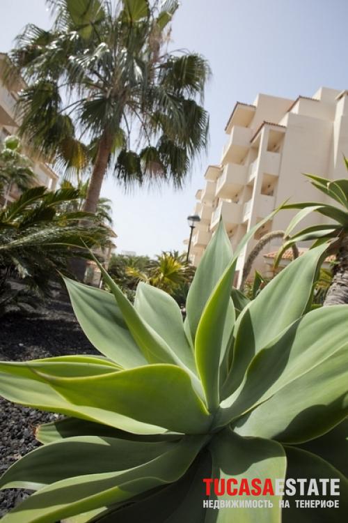Недвижимость на Тенерифе -Сдается односпальная  квартира в районе Playa Fanabe